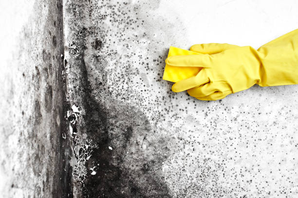 Best Fast Mold Removal  in New York, NY