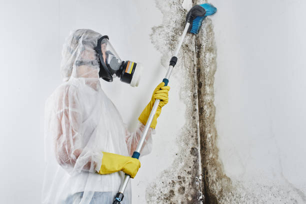 Best Toxic Mold Removal  in New York, NY