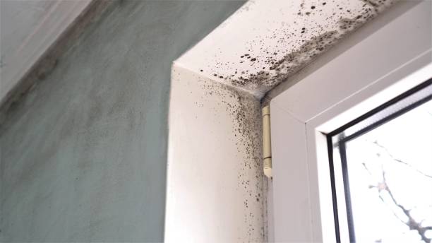 Best Black Mold Removal  in New York, NY