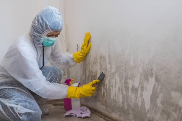 Best Mold Removal Specialists  in New York, NY