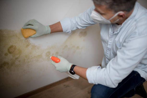 Best Professional Mold Removal  in New York, NY