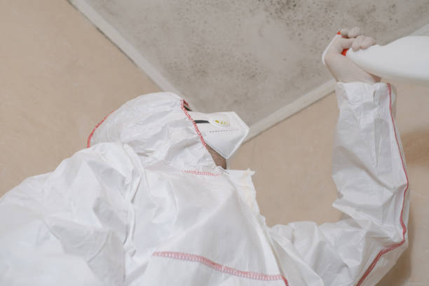 Best Home Mold Removal  in New York, NY
