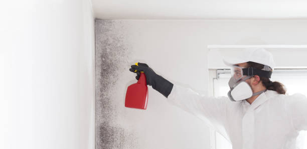 Professional Mold Removal in New York, NY