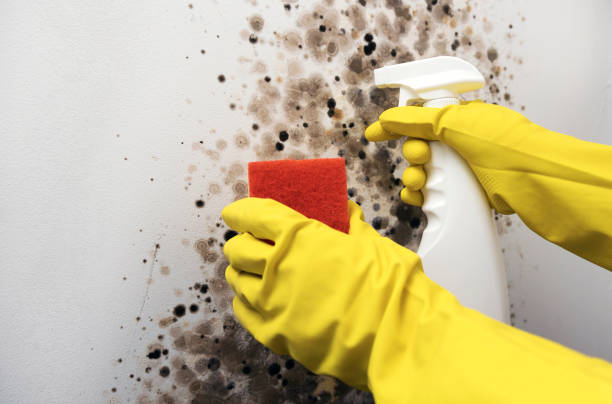 Best Same-Day Mold Removal  in New York, NY