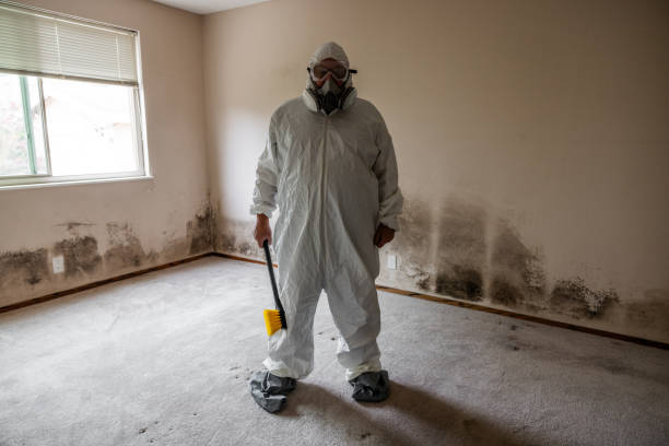 Best Mold Remediation  in New York, NY