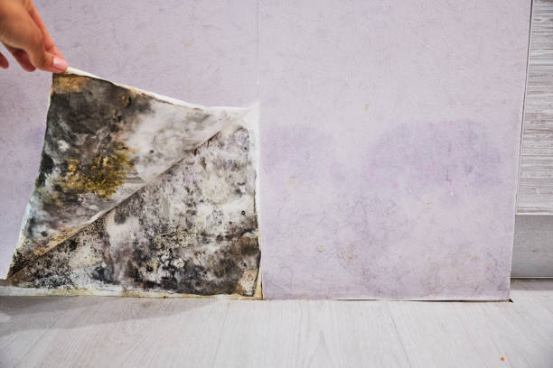 Best Residential Mold Removal  in New York, NY